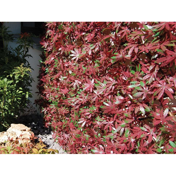 Dakota Fields 200cm Faux Foliage Hedge Wayfair.co.uk